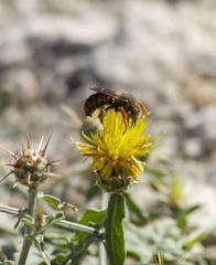 Rhodanthidium siculum