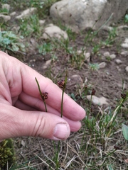 Juncus biglumis