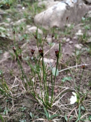 Juncus biglumis
