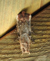 Xylena thoracica