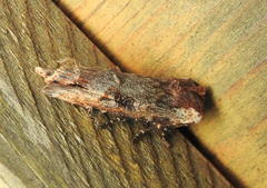 Xylena thoracica