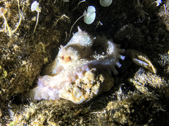 Octopus vulgaris