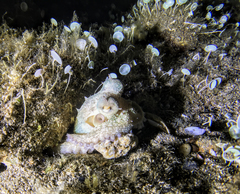 Octopus vulgaris