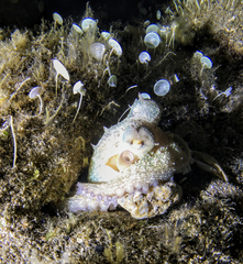 Octopus vulgaris