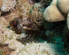 Dendrochirus barberi