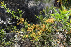 Acacia triptera