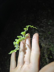 Trychopeplus laciniatus