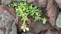 Spergularia azorica