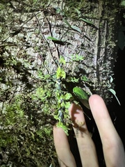 Trychopeplus laciniatus