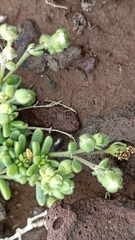 Spergularia azorica