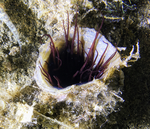 Photo of Mediterranean cerianthid (Cerianthus membranaceus)