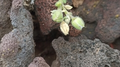 Spergularia azorica