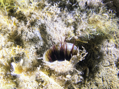 Photo of Mediterranean cerianthid (Cerianthus membranaceus)
