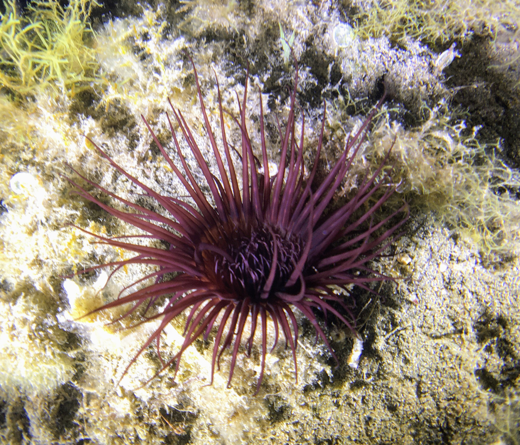 Photo of Mediterranean cerianthid (Cerianthus membranaceus)