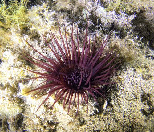 Photo of Mediterranean cerianthid (Cerianthus membranaceus)