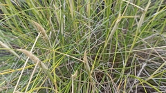 Festuca petraea