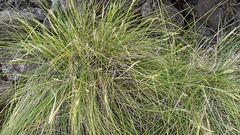 Festuca petraea