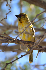Ploceus velatus caurinus