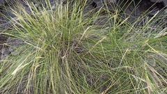Festuca petraea