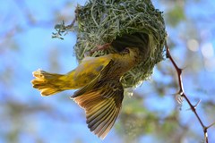 Ploceus velatus caurinus