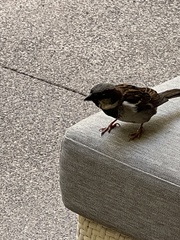 Passer domesticus