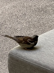 Passer domesticus