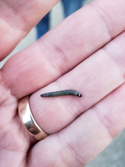 Epinotia brunnichana