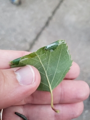 Epinotia brunnichana