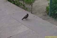 Acridotheres tristis