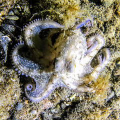 Octopus vulgaris