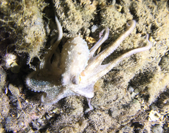 Octopus vulgaris