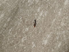 Camponotus mirabilis