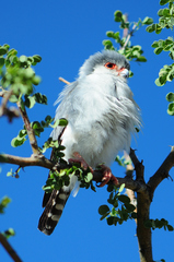 Polihierax semitorquatus