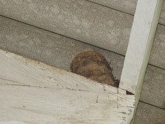 Turdus ignobilis debilis