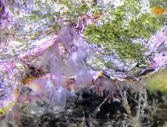 Phoronis