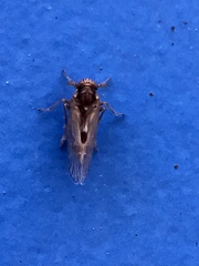 Chionomus