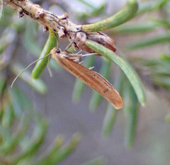 Euhyponomeutoides ribesiellus