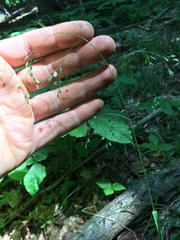 Poa saltuensis