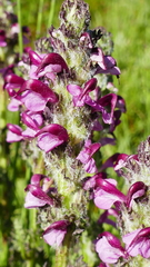 Pedicularis mixta