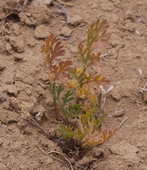 Lomatium concinnum