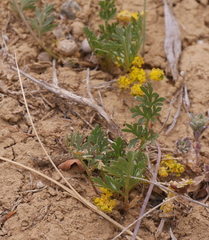 Lomatium concinnum