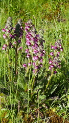 Pedicularis mixta
