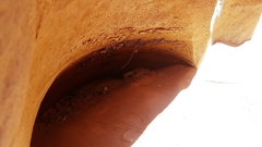 Crotalus oreganus concolor