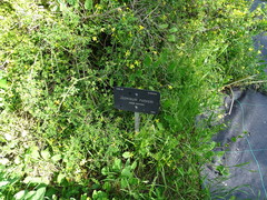 Chrysojasminum parkeri