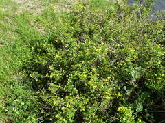 Chrysojasminum parkeri