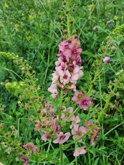 Verbascum flavidum
