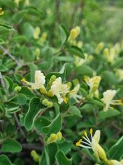 Lonicera iberica