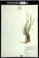 Carex echinata echinata