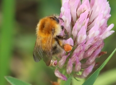 Bombus pascuorum