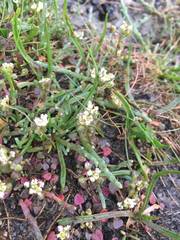 Cochlearia groenlandica